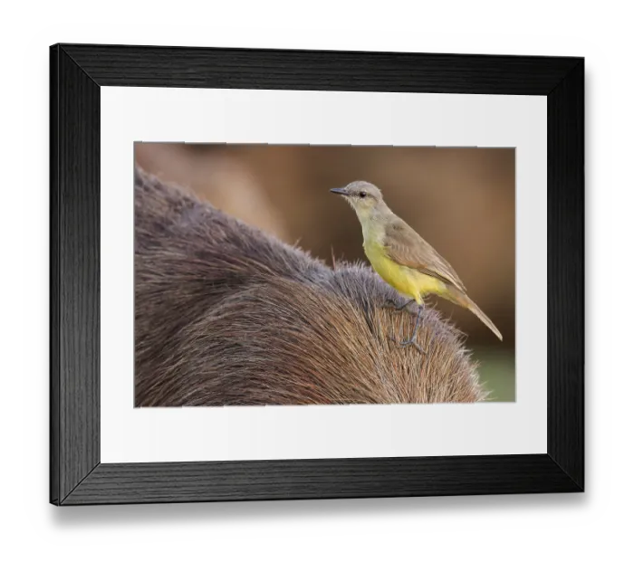 Framed Print : Cattle Tyrant (Machetornis rixosa) perched on a Capybara in the Pantanal of Brazil Framed Print : Cattle Tyrant (Machetornis rixosa) perched on a Capybara in the Pantanal of Brazil