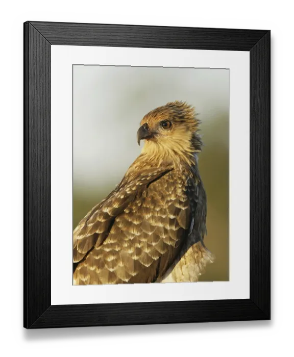Framed Print : Whistling Kite (Haliastur sphenurus)