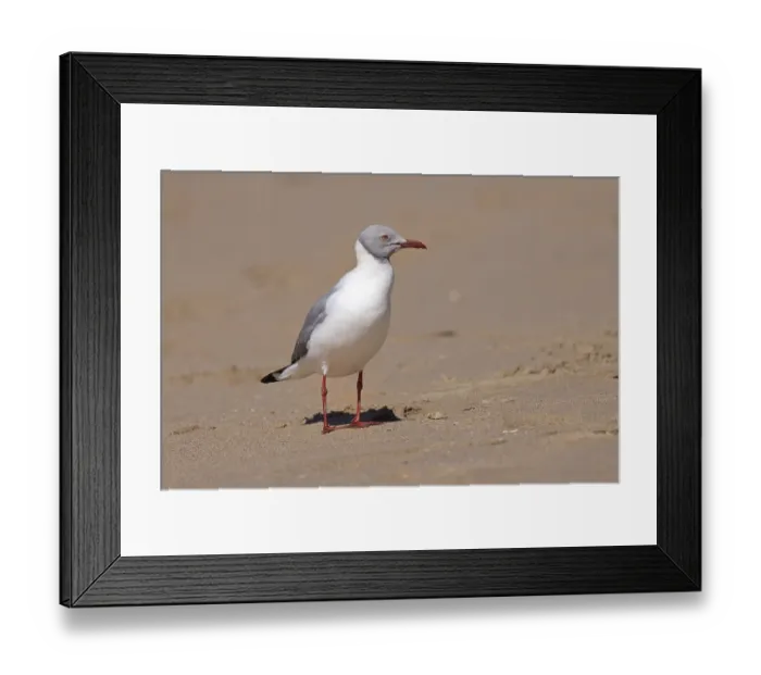 Framed Print : Grey-headed Gull (Chroicocephalus cirrocephalus)