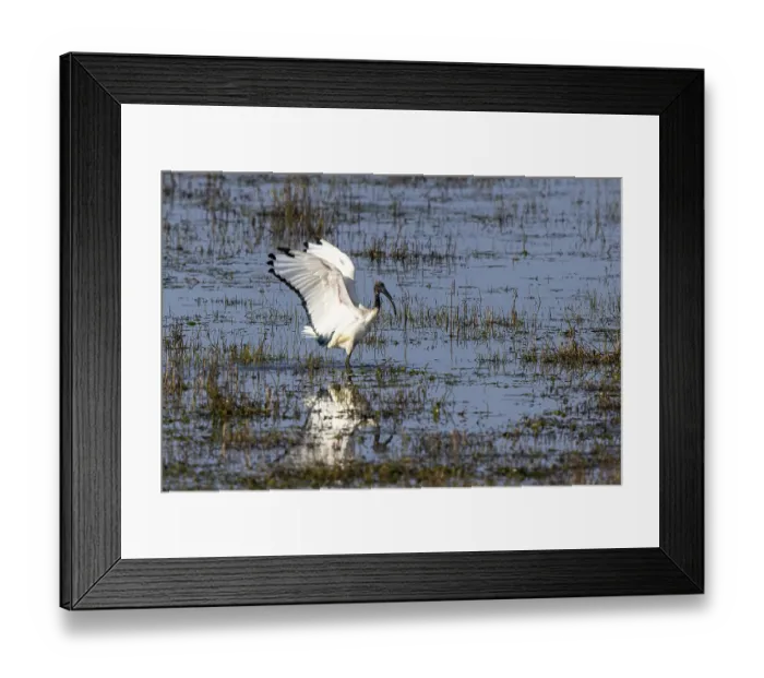 Framed Print : African Sacred Ibis (Threskiornis aethiopicus)