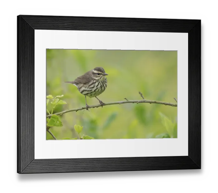 Framed Print : Northern Waterthrush (Parkesia noveboracensis)