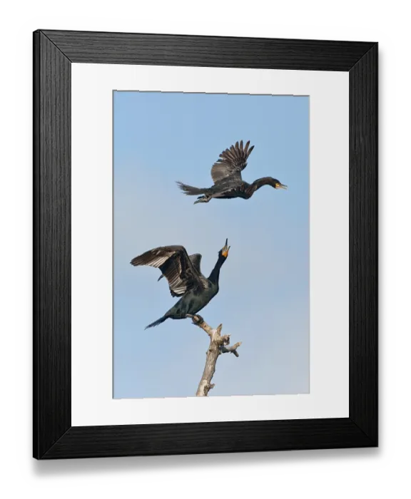 Framed Print : Double-crested Cormorant (Phalacrocorax auritus)
