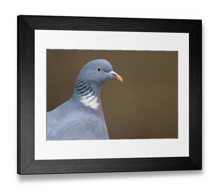 Framed Print : Common Wood Pigeon (Columba palumbus)