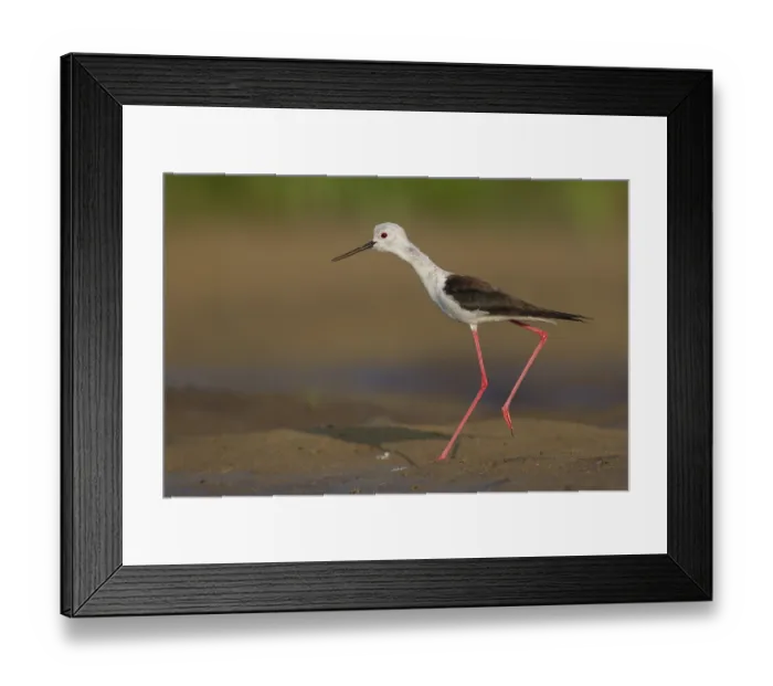 Framed Print : Black-winged Stilt (Himantopus himantopus) female Framed Print : Black-winged Stilt (Himantopus himantopus) female