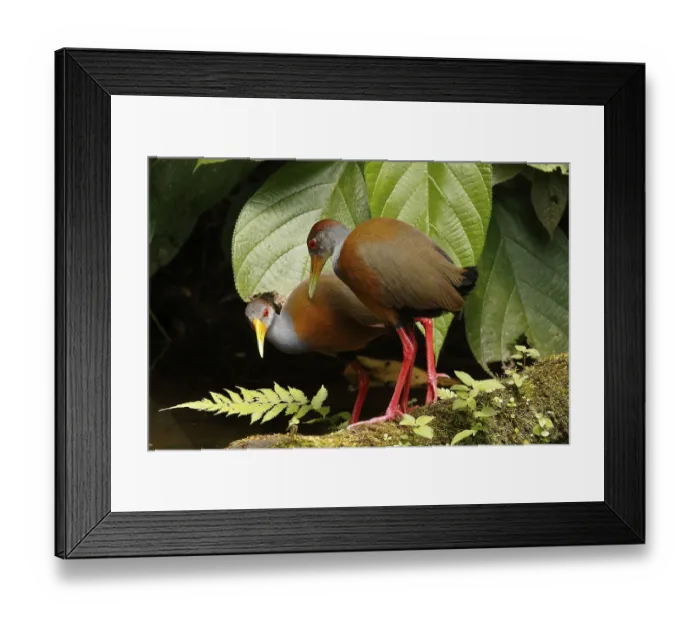 Framed Print : Grey-necked Wood Rail (Aramides cajaneus)