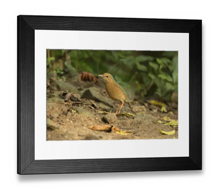 Framed Print : Blue-naped Pitta (Hydrornis nipalensis)