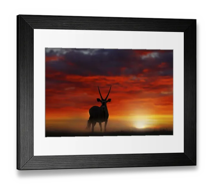 Framed Print : Gemsbok with orange sand dune evening sunset