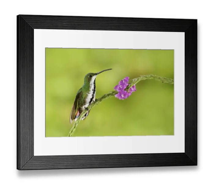 Framed Print : Hummingbird Green-breasted Mango sitting on pink flower Framed Print : Hummingbird Green-breasted Mango sitting on pink flower