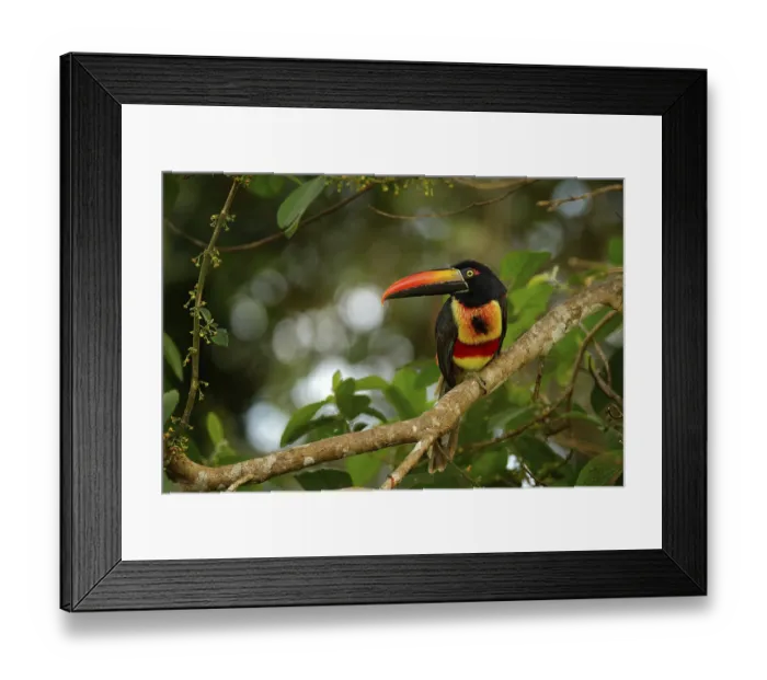 Framed Print : Fiery-billed Aracari, Pteroglossus frantzii