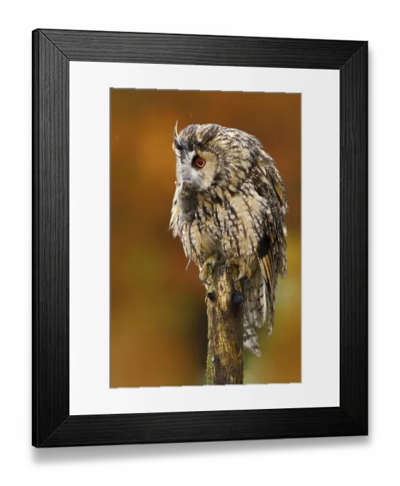 Framed Print : Tawny owl in the forest with mouse in the talon Framed Print : Tawny owl in the forest with mouse in the talon