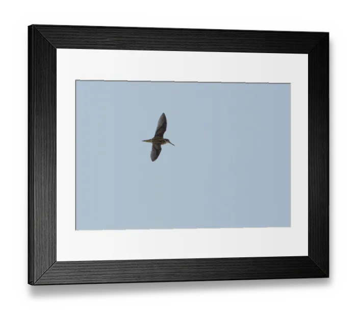 Framed Print : Jack Snipe (Lymnocryptes minimus) flying