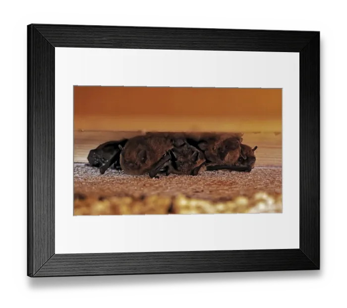 Framed Print : Zwergfledermaus (Pipistrellus pipistrellus) Framed Print : Zwergfledermaus (Pipistrellus pipistrellus)