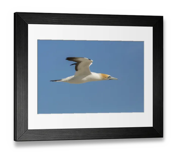 Framed Print : Australasian Gannet (Morus serrator) flying Framed Print : Australasian Gannet (Morus serrator) flying