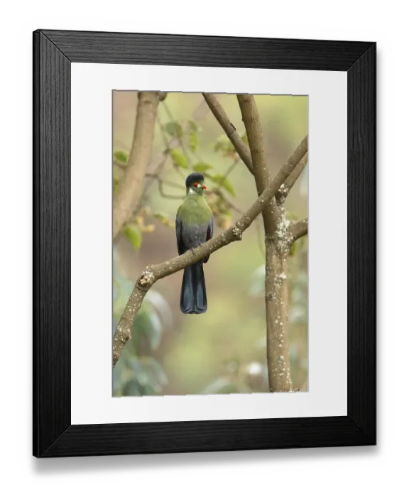 Framed Print : White-cheeked Turaco (Tauraco leucotis) perched on a branch Framed Print : White-cheeked Turaco (Tauraco leucotis) perched on a branch