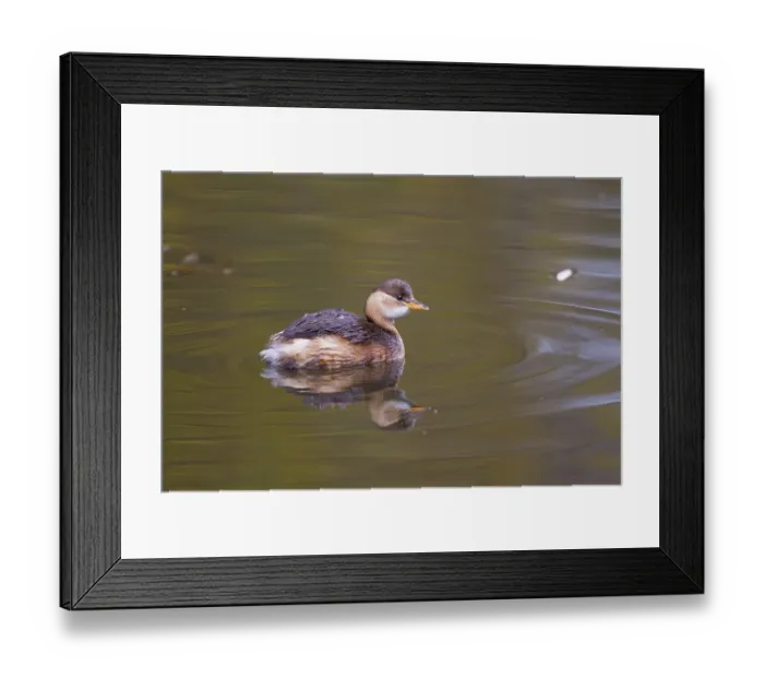 Framed Print : Little Grebe (Tachybaptus ruficollis) Framed Print : Little Grebe (Tachybaptus ruficollis)