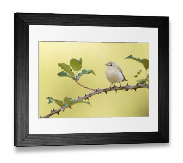 Framed Print : Western Bonelli's Warbler (Phylloscopus bonelli) perched on a branch Framed Print : Western Bonelli's Warbler (Phylloscopus bonelli) perched on a branch