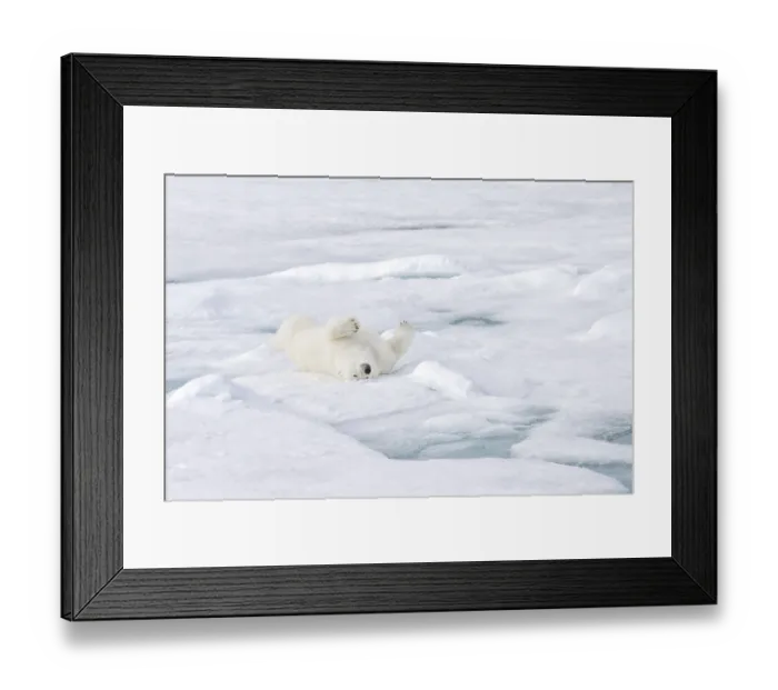 Framed Print : Polar Bear (Ursus maritimus) adult lying on its back on pack ice Framed Print : Polar Bear (Ursus maritimus) adult lying on its back on pack ice
