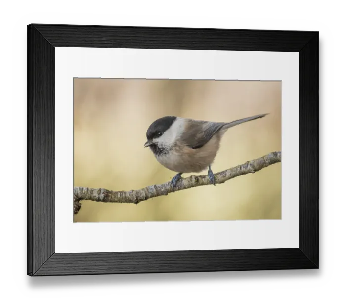 Framed Print : Willow Tit (Poecile montanus) perched on a branch