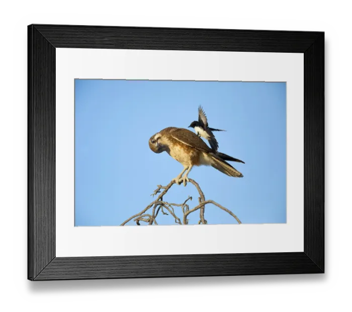 Framed Print : Brown Falcon (Falco berigora) perched on a branch Framed Print : Brown Falcon (Falco berigora) perched on a branch