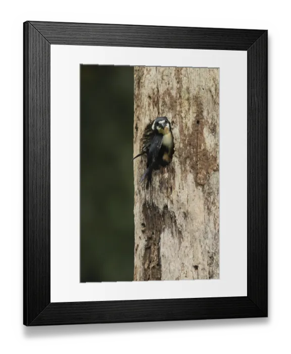 Framed Print : Black-thighed Falconet (Microhierax fringillarius) at nesting hole Framed Print : Black-thighed Falconet (Microhierax fringillarius) at nesting hole