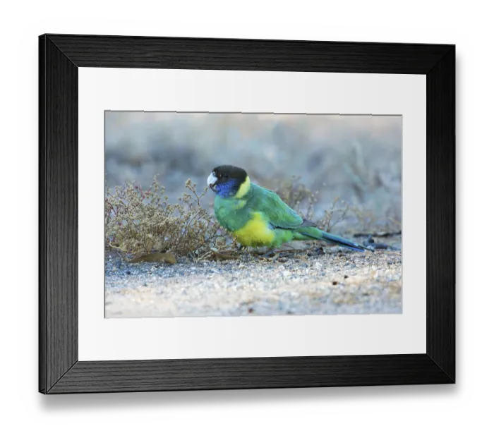 Framed Print : Australian Ringneck (Barnardius zonarius zonarius) perched on the ground feeding on seeds