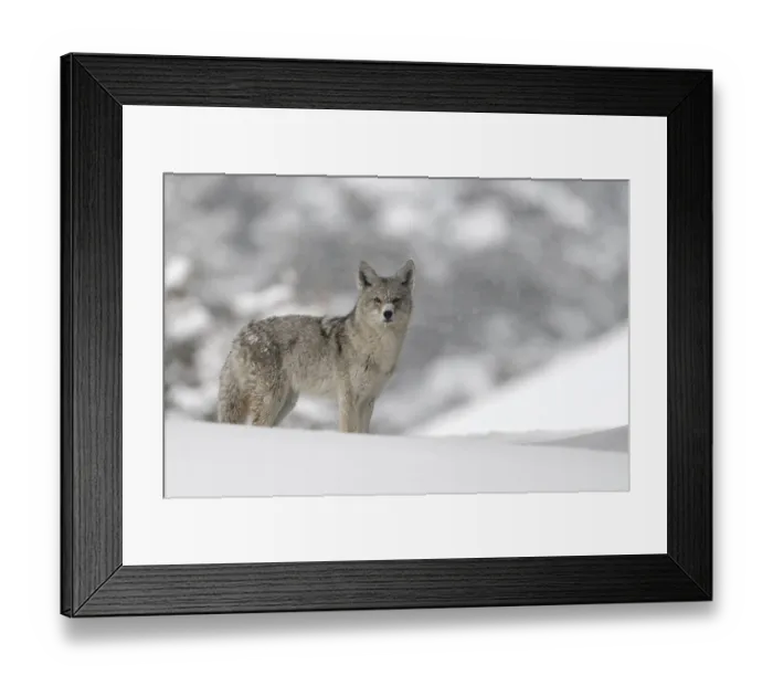 Framed Print : Coyote (Canis latrans) adult in snowy countryside