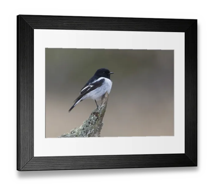 Framed Print : Hooded Robin (Melanodryas cucullata) male perched on a branch Framed Print : Hooded Robin (Melanodryas cucullata) male perched on a branch