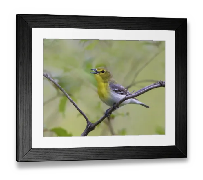 Framed Print : A Yellow-throated Vireo, Vireo flavifrons