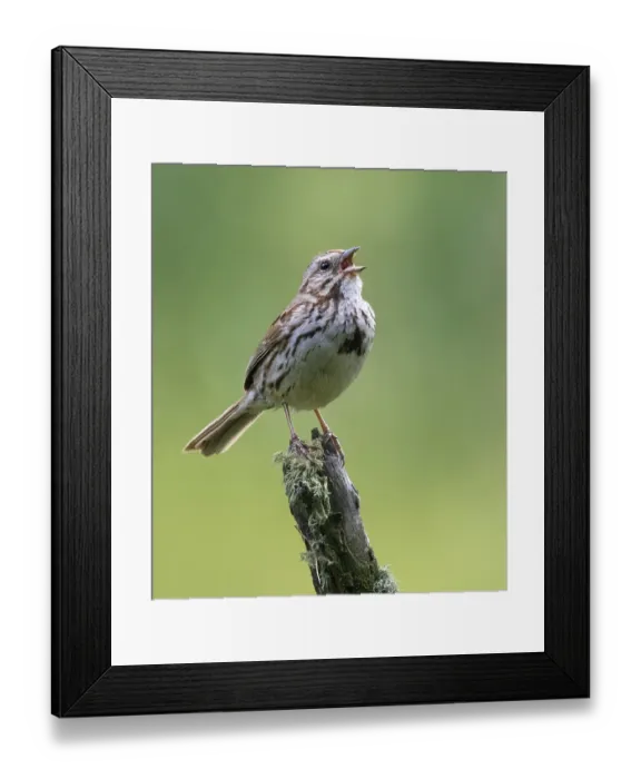 Framed Print : Song Sparrow, Melospiza melodia Framed Print : Song Sparrow, Melospiza melodia