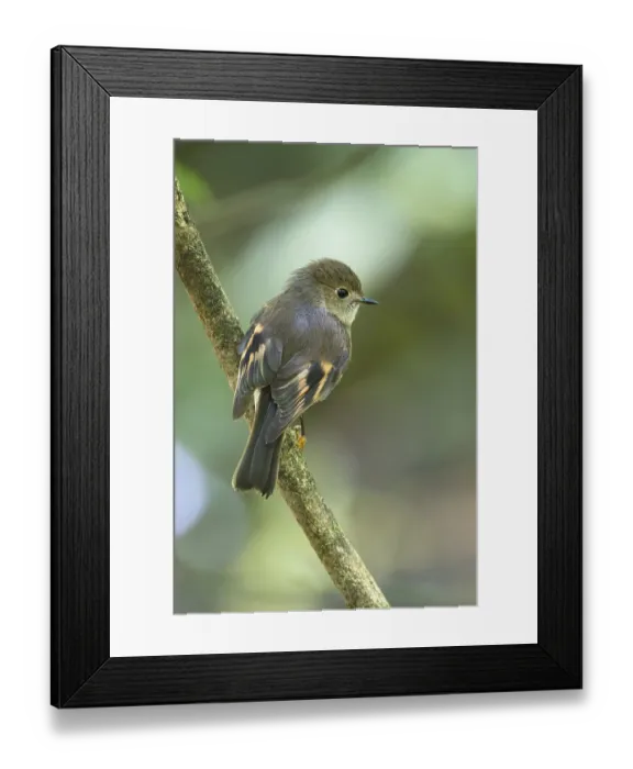 Framed Print : Pink Robin (Petroica rodinogaster) female perched on a branch