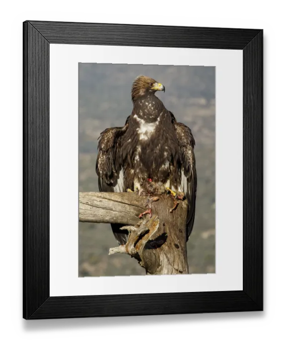 Framed Print : Golden Eagle (Aquila chrysaetos) immature