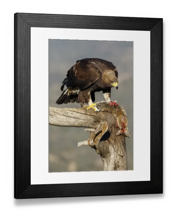 Framed Print : Golden Eagle (Aquila chrysaetos) immature Framed Print : Golden Eagle (Aquila chrysaetos) immature