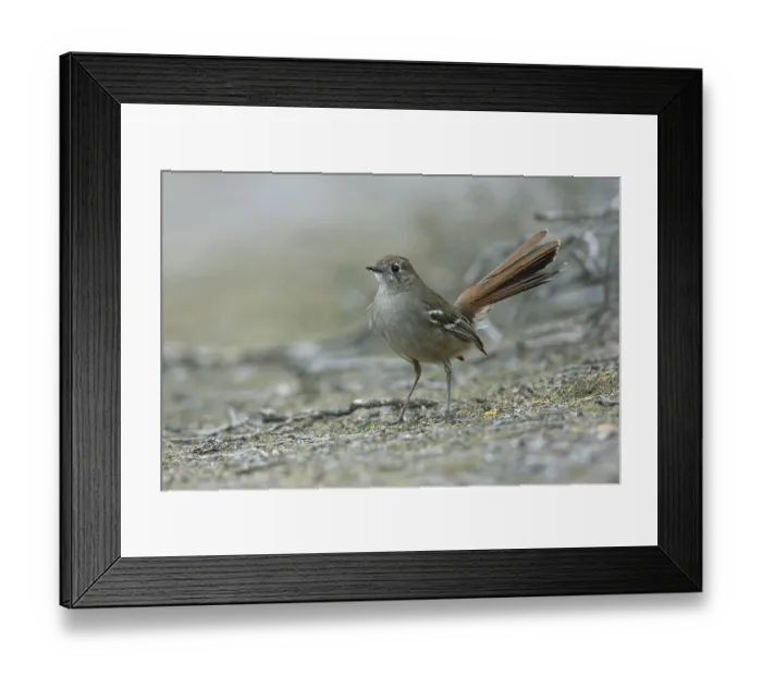 Framed Print : Southern Scrub Robin (Drymodes brunneopygia) perched on the ground Framed Print : Southern Scrub Robin (Drymodes brunneopygia) perched on the ground