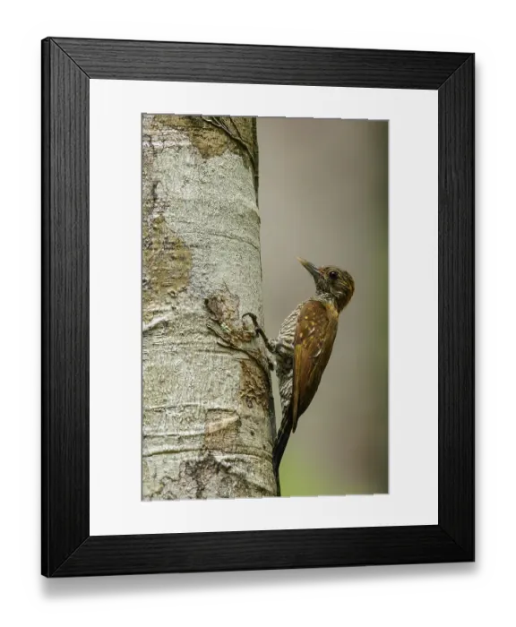 Framed Print : Golden-collared Woodpecker (Veniliornis cassini) perched on a branch in the rainforest of Guyana Framed Print : Golden-collared Woodpecker (Veniliornis cassini) perched on a branch in the rainforest of Guyana
