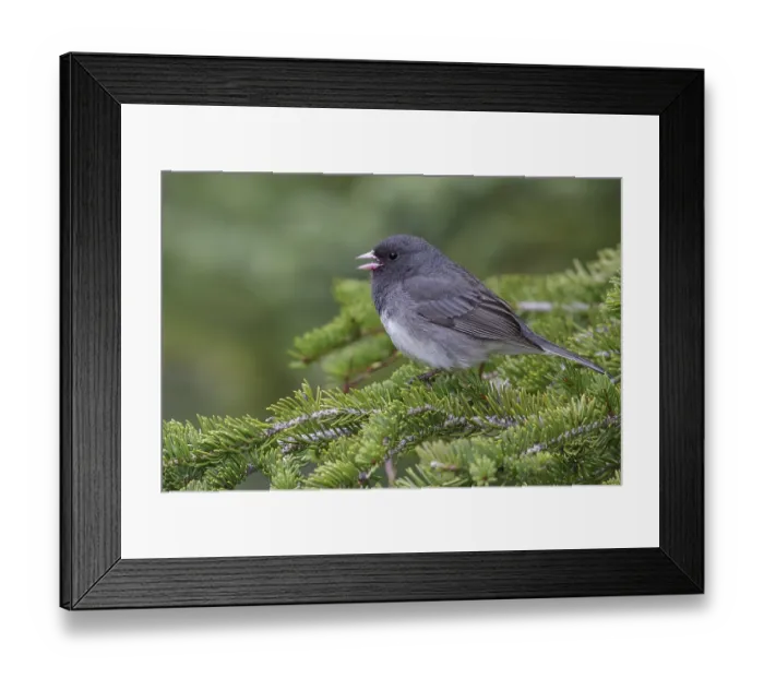 Framed Print : Dark Eyed Junco (Junco hyemalis) perched in a tree near Churchill