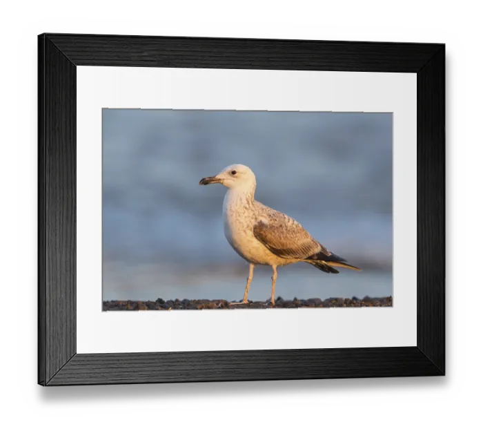 Framed Print : Armenienmoewe, Armeniermoewe, Larus armenicus