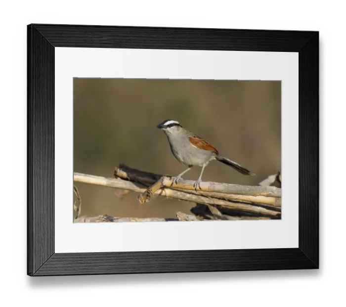 Framed Print : Black-crowned Tchagra - Senegaltschagra - Tchagra senegalus ssp