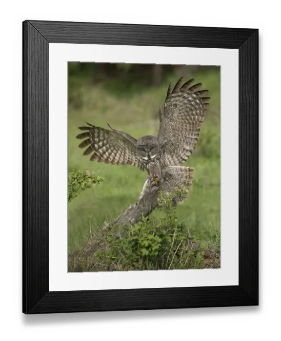 Framed Print : Great Grey Owl (Strix nebulosa) landing on stump