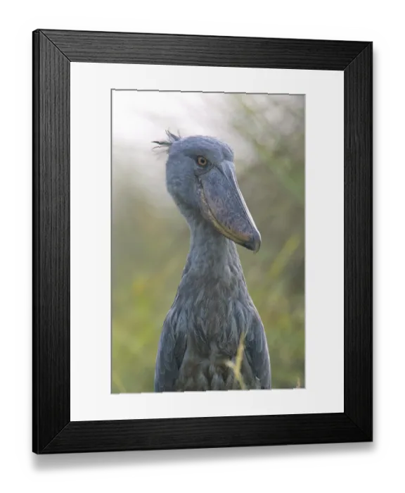 Framed Print : Shoebill (Balaeniceps rex), Uganda, Africa