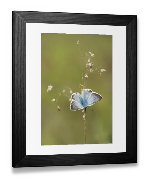 Framed Print : Bleek blauwtje, Chalk-hill Blue