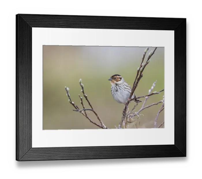Framed Print : Little Buntint - Zwergammer - Emberiza pusilla