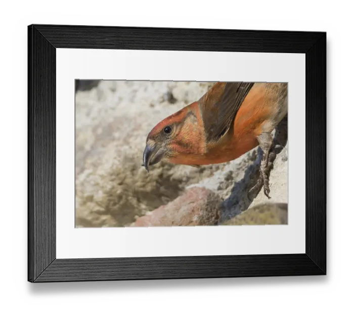 Framed Print : Common Crossbill - Fichtenkreuzschnabel - Loxia curvirostra ssp