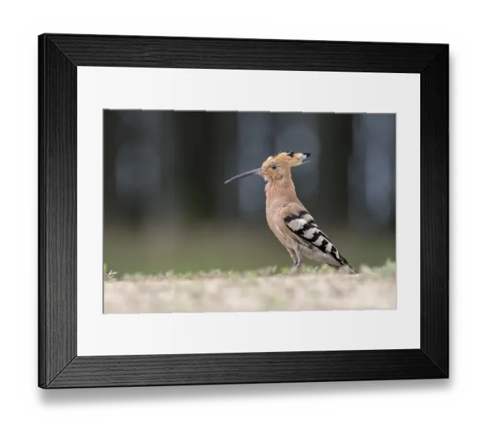 Framed Print : Eurasian Hoopoe (Upupa epops) on ground Framed Print : Eurasian Hoopoe (Upupa epops) on ground