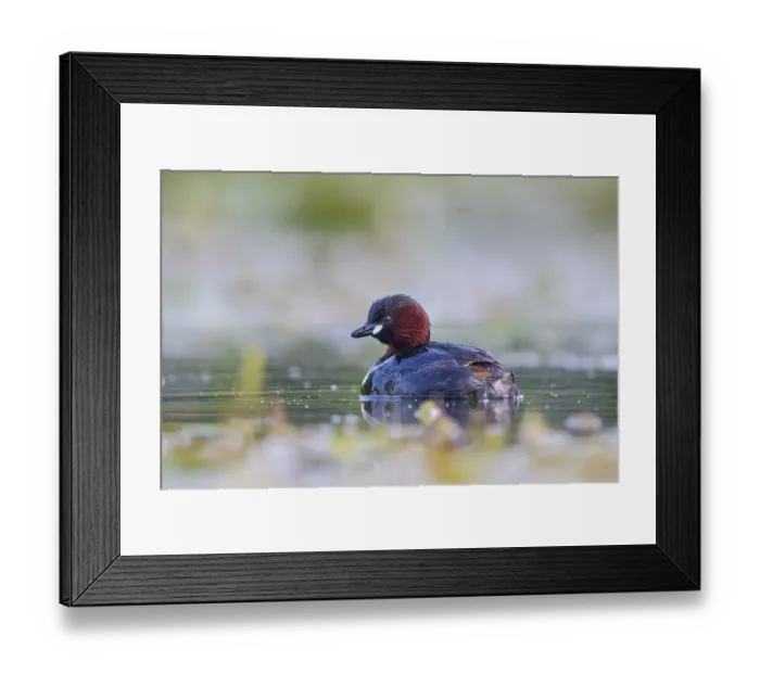 Framed Print : Little Grebe (Tachybaptus ruficollis) Framed Print : Little Grebe (Tachybaptus ruficollis)