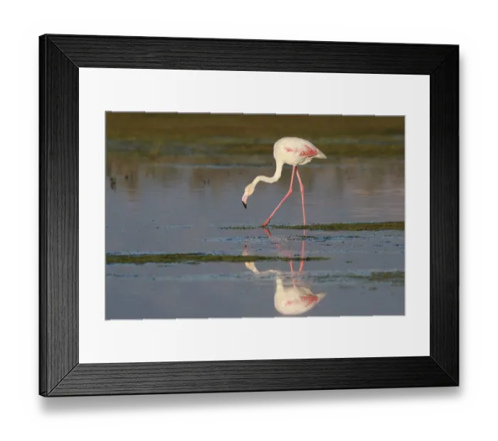 Framed Print : Greater Flamingo (Phoenicopterus roseus) foraging in shallow water