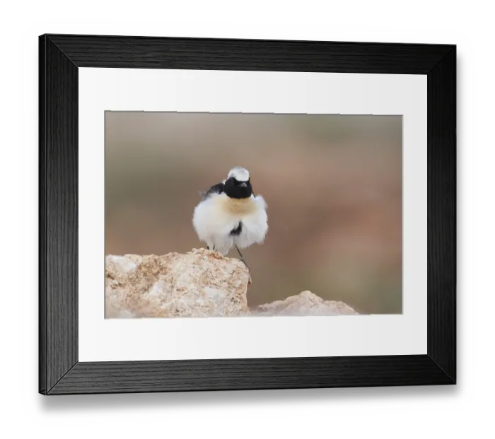 Framed Print : Black-eared Wheatear (Oenanthe hispanica) male