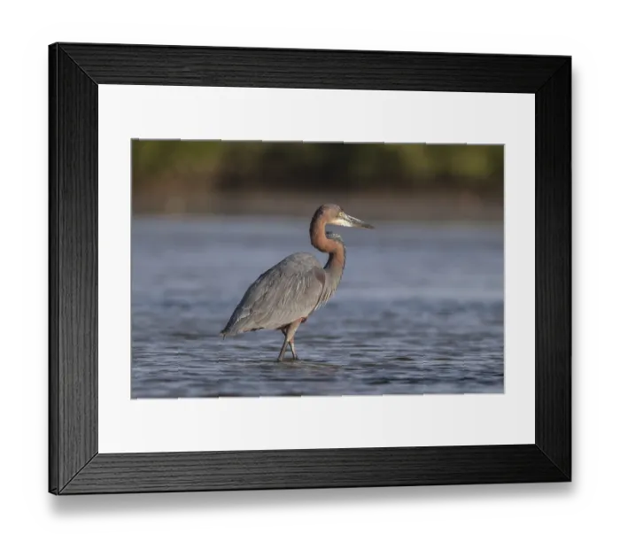 Framed Print : Goliath Heron (Ardea goliath), Senegal, Africa