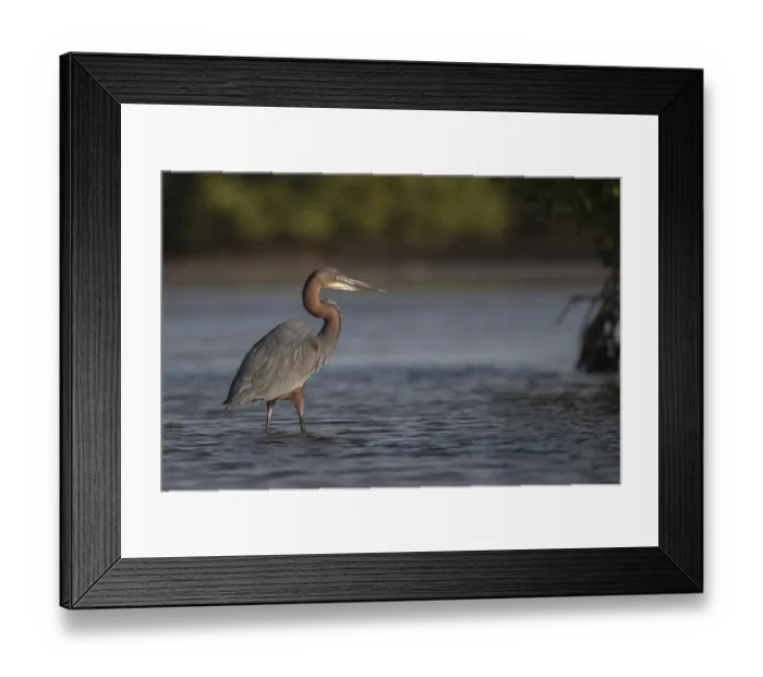Framed Print : Goliath Heron (Ardea goliath), Senegal, Africa Framed Print : Goliath Heron (Ardea goliath), Senegal, Africa