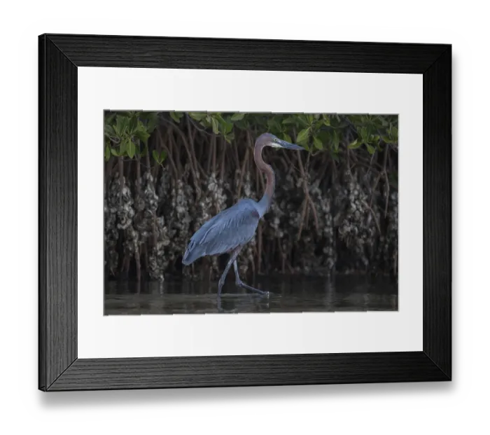 Framed Print : Goliath Heron (Ardea goliath), Senegal, Africa