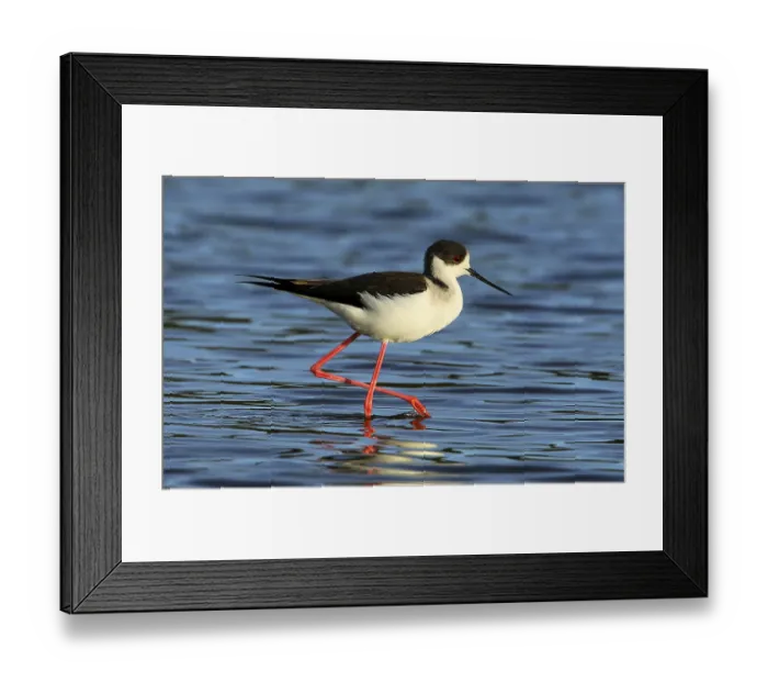 Framed Print : Black-winged Stilt (Himantopus himantopus) male foraging